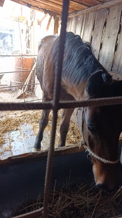 Жылкы сатылады жылкы