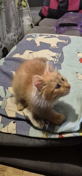 Котёнок по кличке Симба ищет любящую семью.