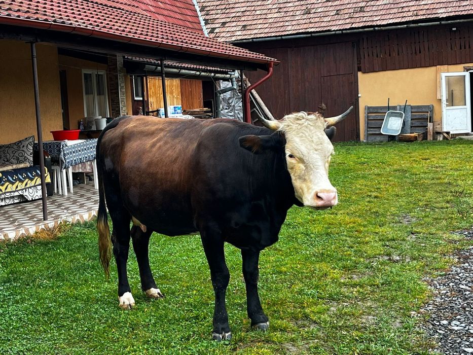 Văd două vaci  gestante