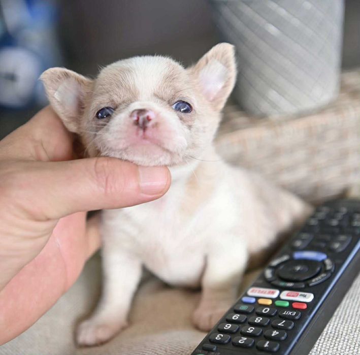 Женско мини чихуахуа лилаво мерле