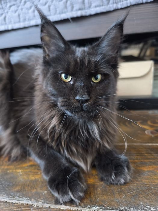 Честокръвни Мейн Куун