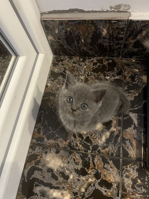 British Shorthair