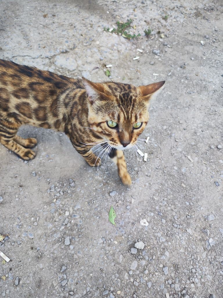 Ищем бенгальскую кошку для вязки
