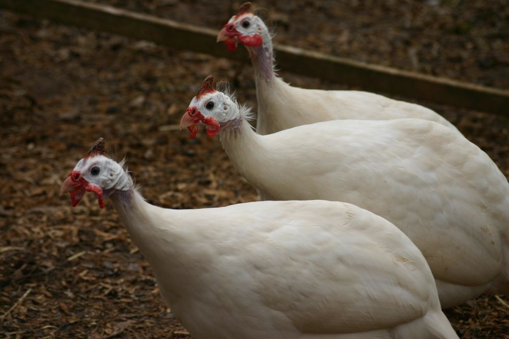 Домашние цесарки