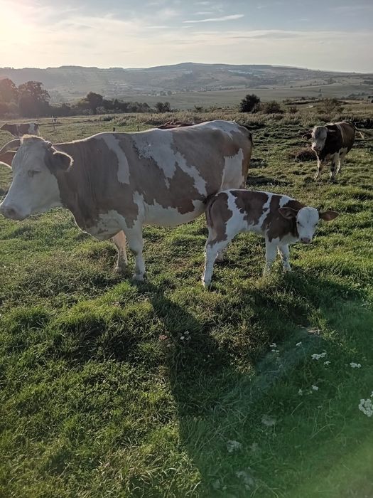 Vand vaca cu vitica