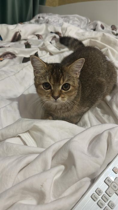 Шиншилла кошка в добрые руки