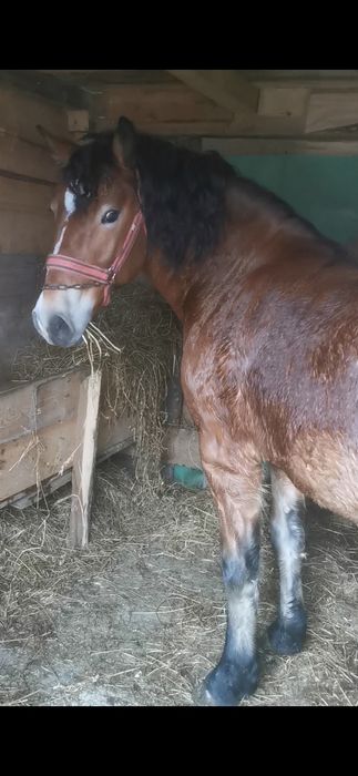 Mânz de 1'3luni din cai buni  pus de câte ori la căruță