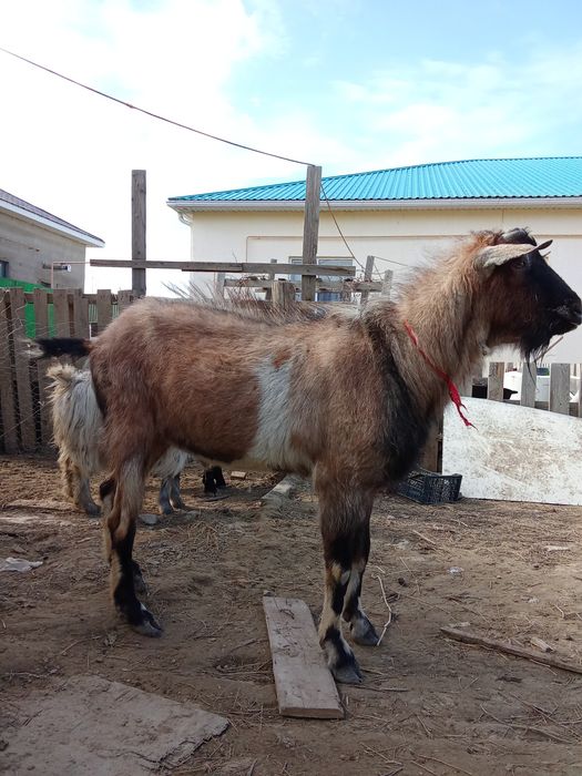 Теке сатылады саудасы бар