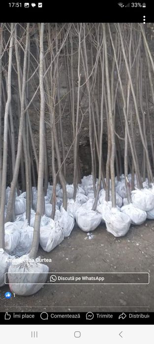 Vând copaci orientali mesteacăn  tei arțar platan și tuia