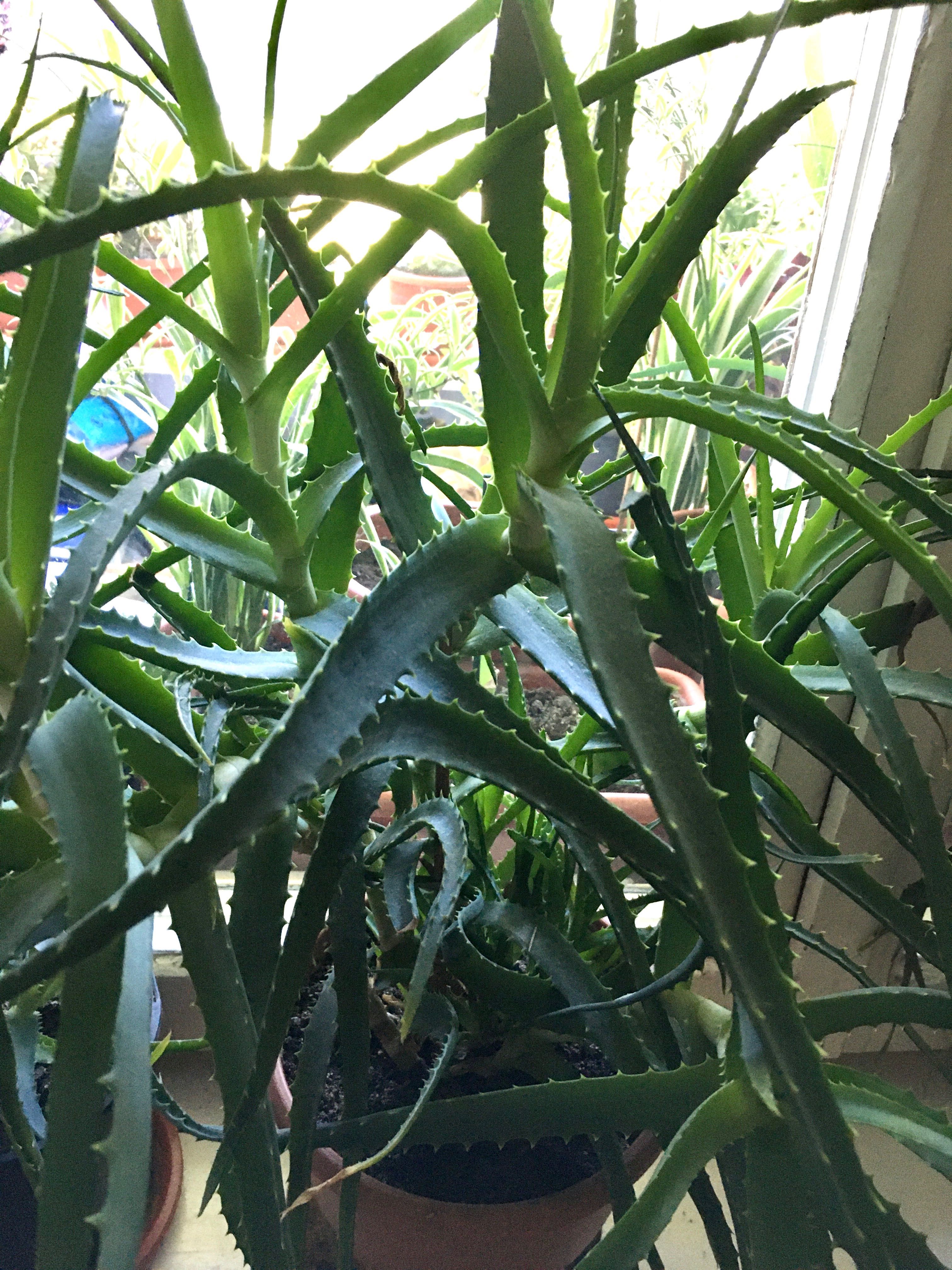 Aloe arborescens - Planta de apartament