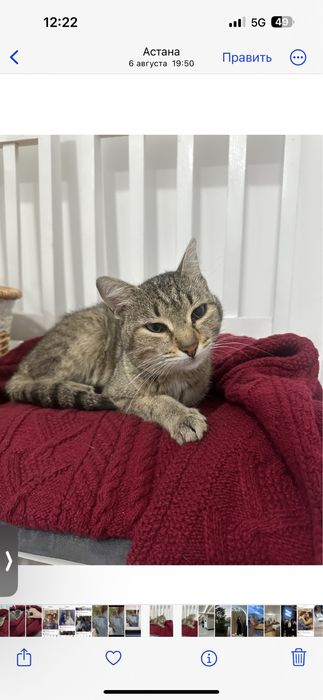 Кот потеряшка ищет дом
