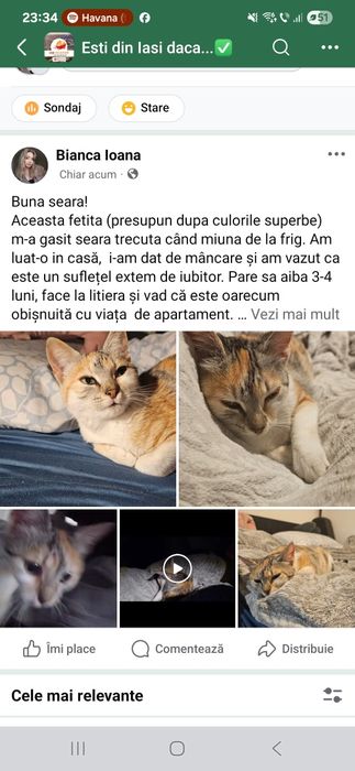 Donez pisica de 4 luni