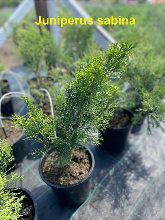 Producator din Mures producem ienupar, euonymus, pinus, taxus, tuia