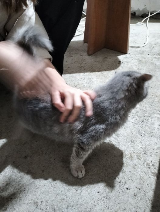 Отдам в хорошие руки молодую кошечку