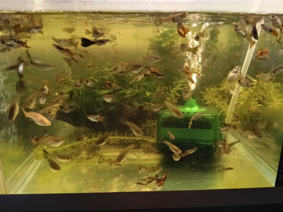 Guppy mix de vanzare