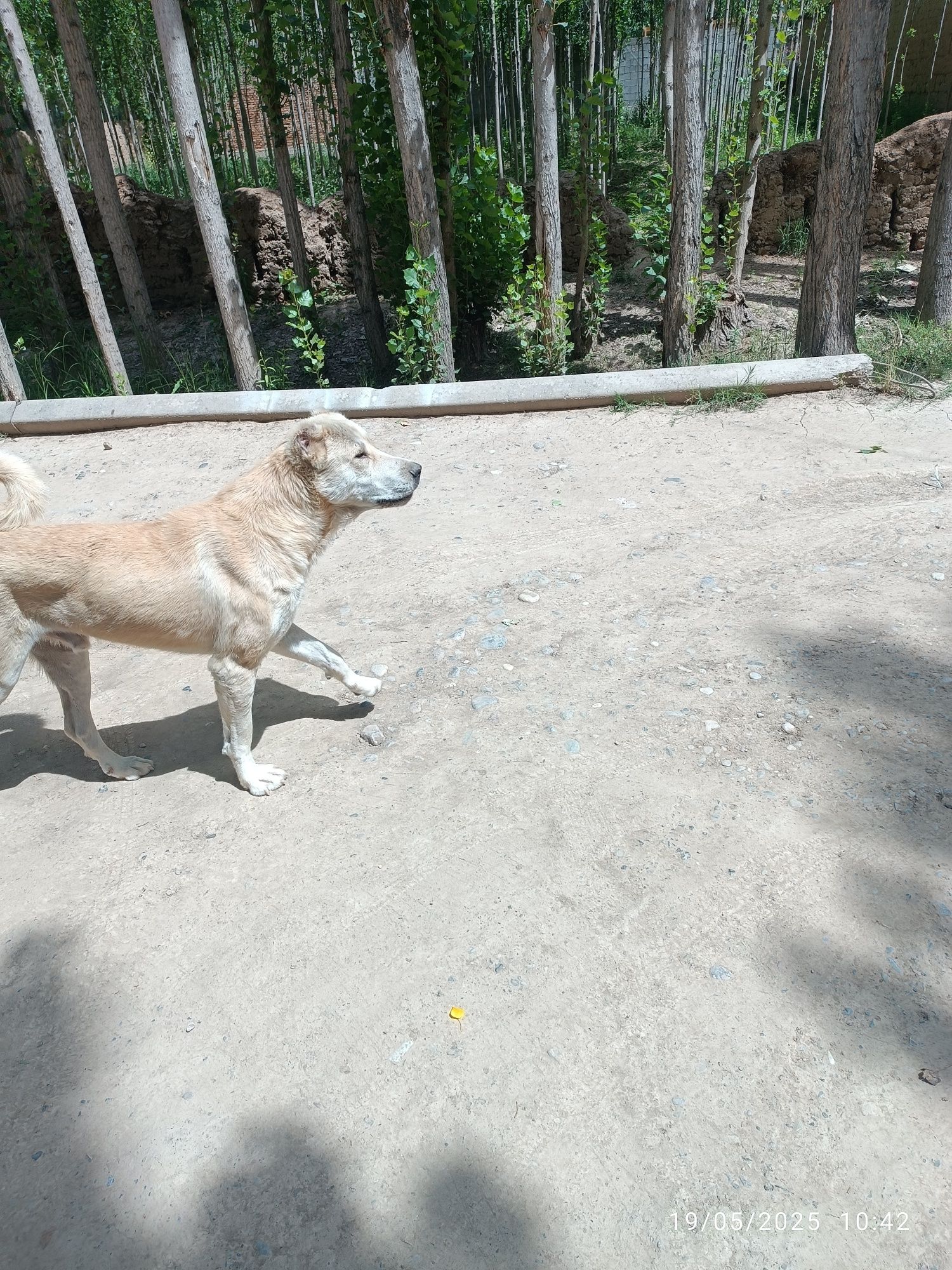 Kangal 1.5 yashar