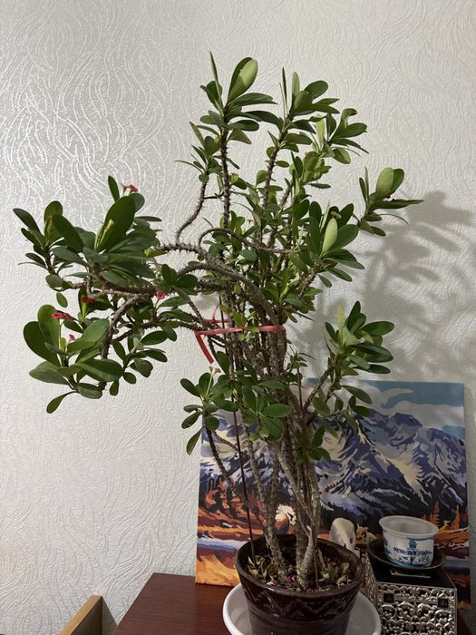 Цветы комнатные, 4 горшка, денежное дерево,