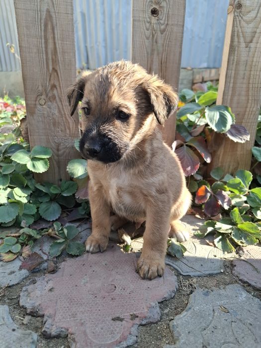 Малыши в поиске дома