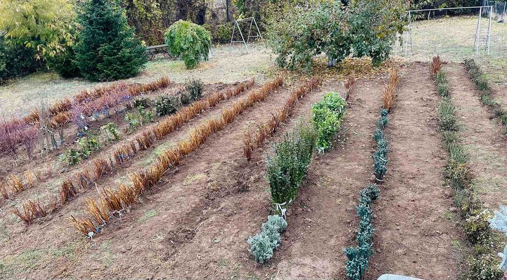 Овощни дървета, плодни храсти и лозички - Fruithome Плевен