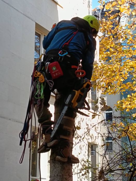 Рязане и кастене на дървета