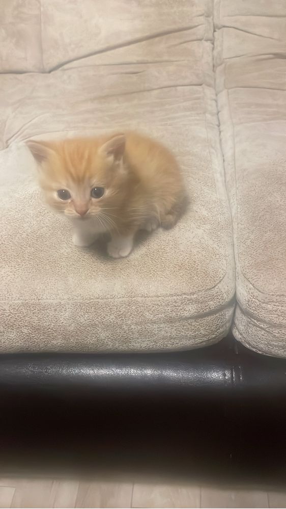 Котята 5 шт бесплатно