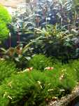 Plante Muschi de acvariu/Coral Moss/ Fissidens/ Christmas/ Flame/Pelia