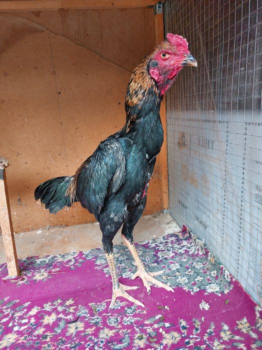 Dakan xo'roz jo'ja korea