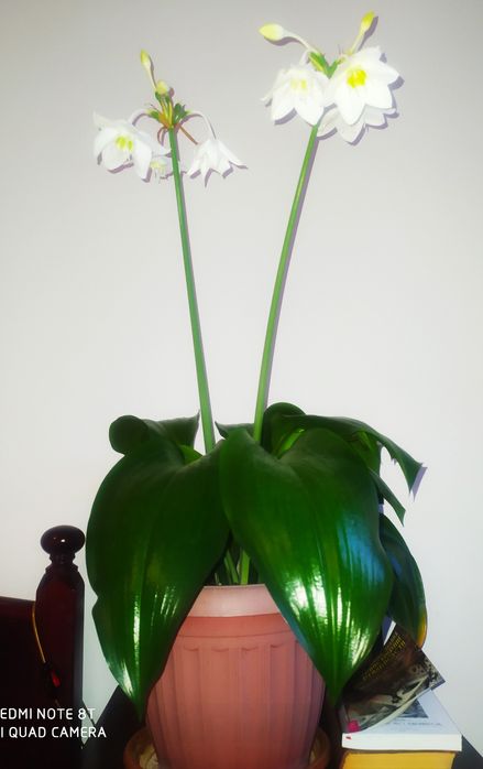 Продам красивый цветок