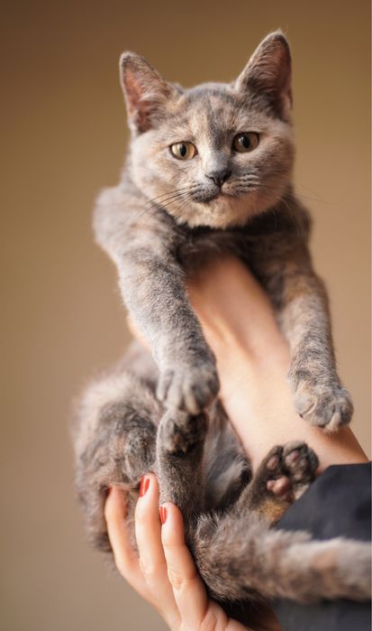 Девочка котенок в поисках дома, Ташкент! Mushukcha uy qidiryapti