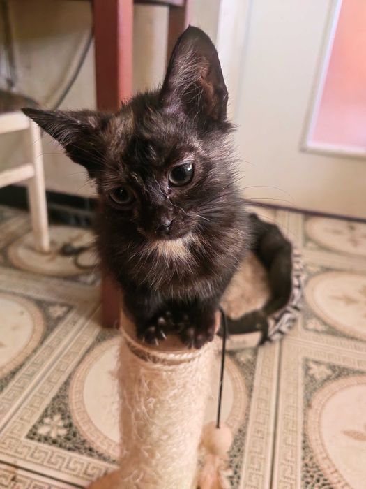 Donez puiuti de pisica Aprox 3 luni baieti si fetite, diferite culori