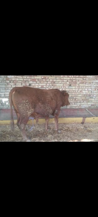 Boqiladigan Buqqala sotiladi