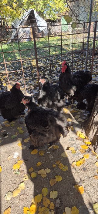 Vând cochinchina uriaș negru