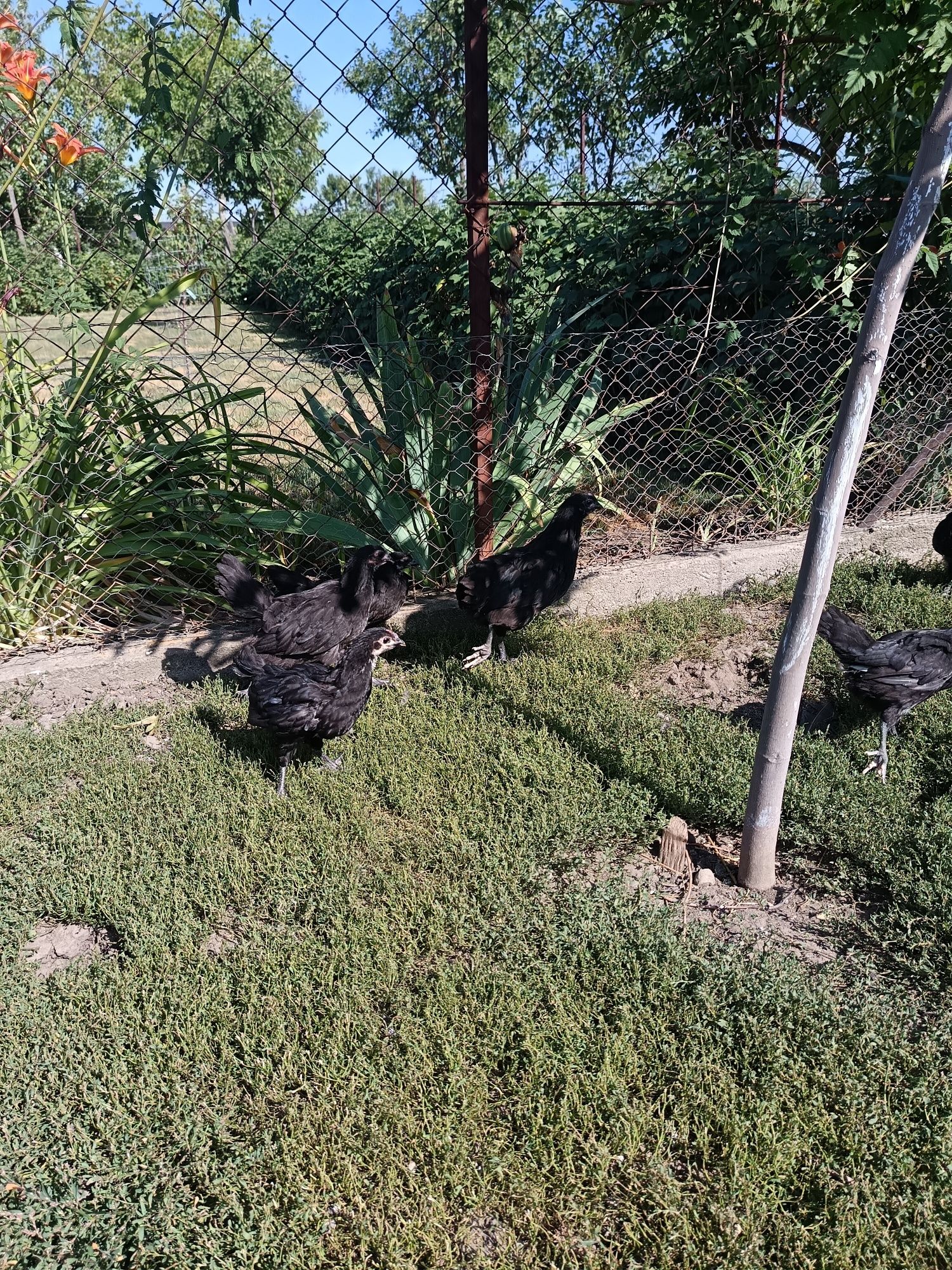 De vânzare pui australorp
