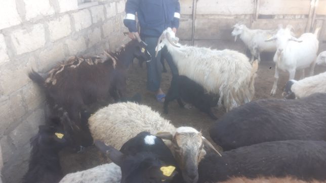 Продам козы / Ешки лактарымен  от 15тыс до 40тыс тг