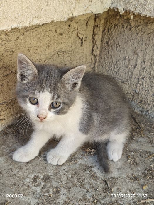 Pui de pisici 4 bucati