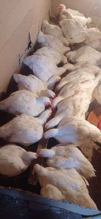 Куры бройлеры, коп 500, 45 дней