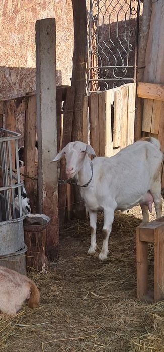 Vand Capre Anglonubian