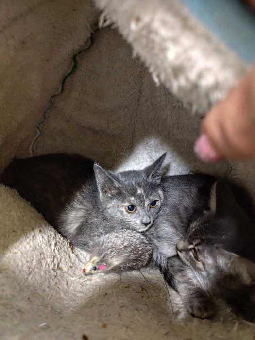 Пристраиваются замечательные котята