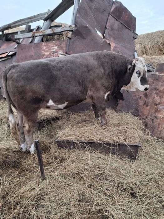 Продам телят бычки и телочки