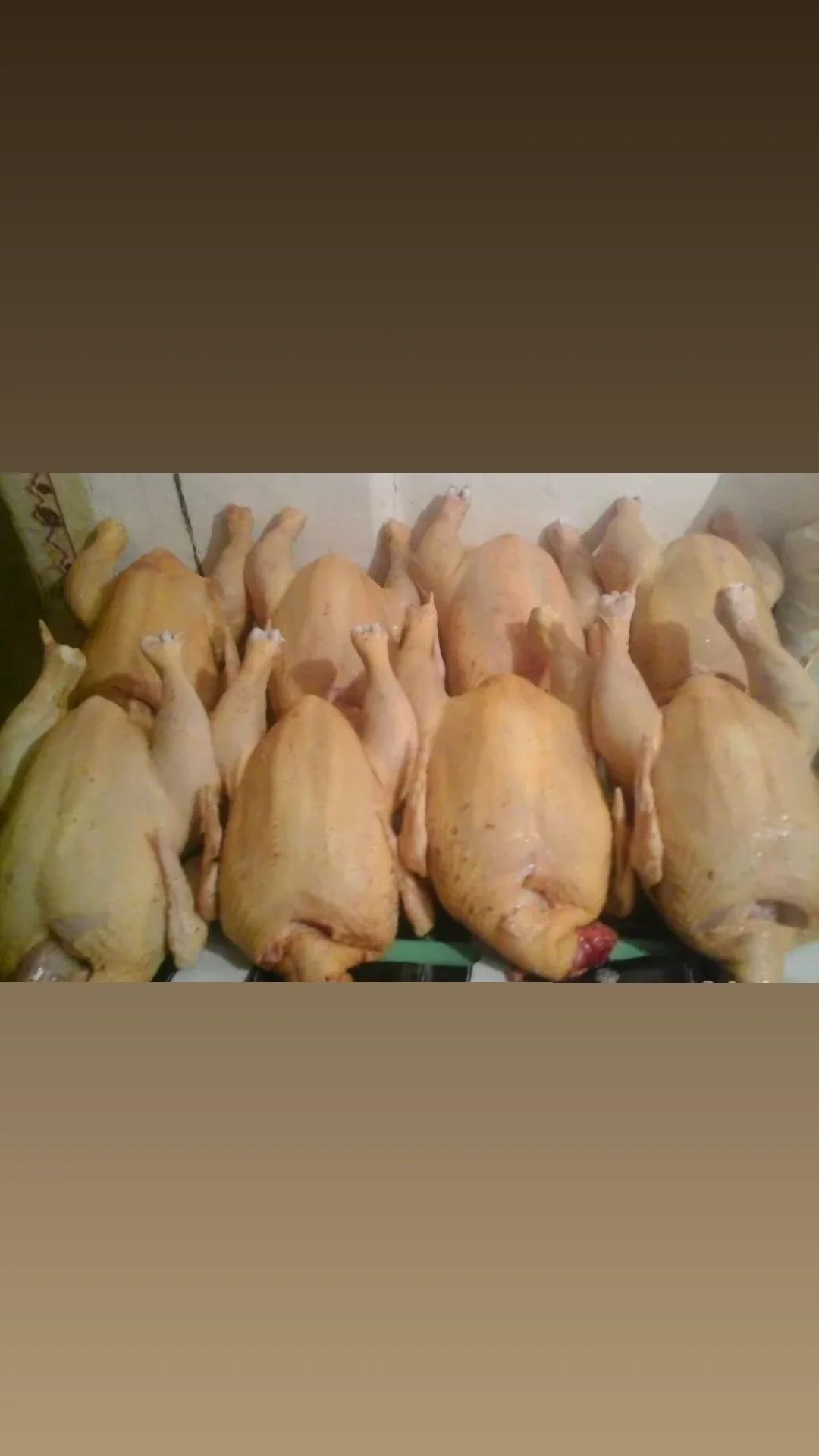 Бройлеры      домашние