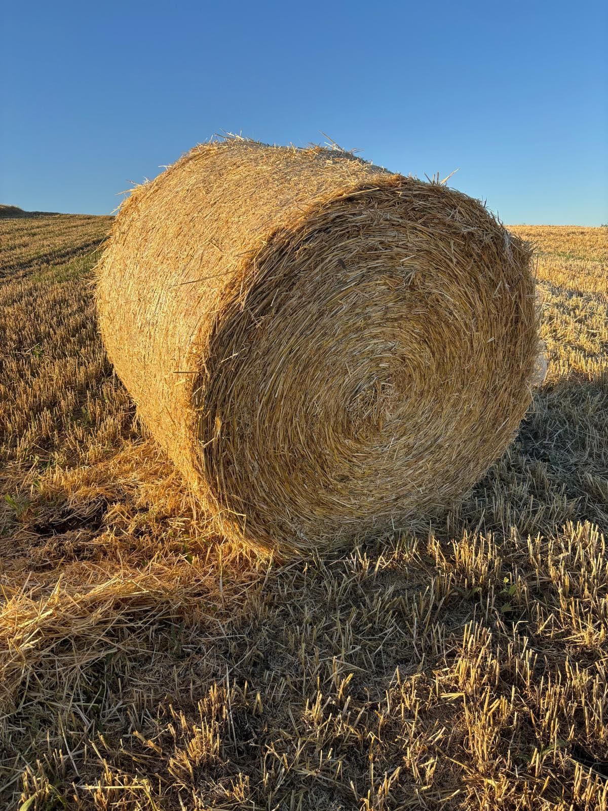 Vând baloți de paie de orz