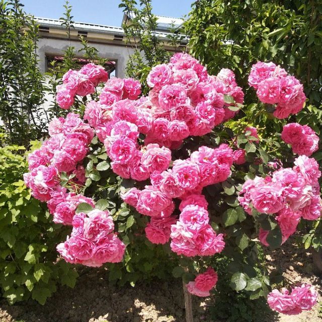 Chiroyli va sifatli dizayn