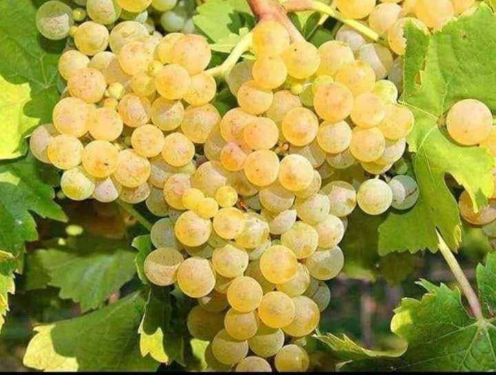Struguri de vin productie 2025
