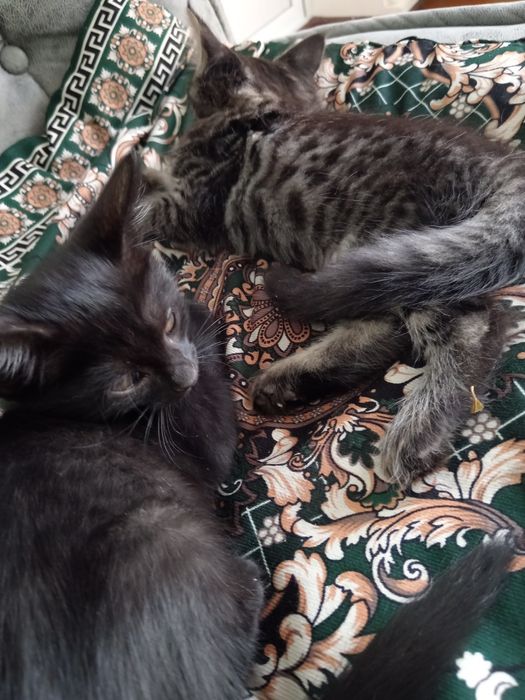 Отдам даром кошка