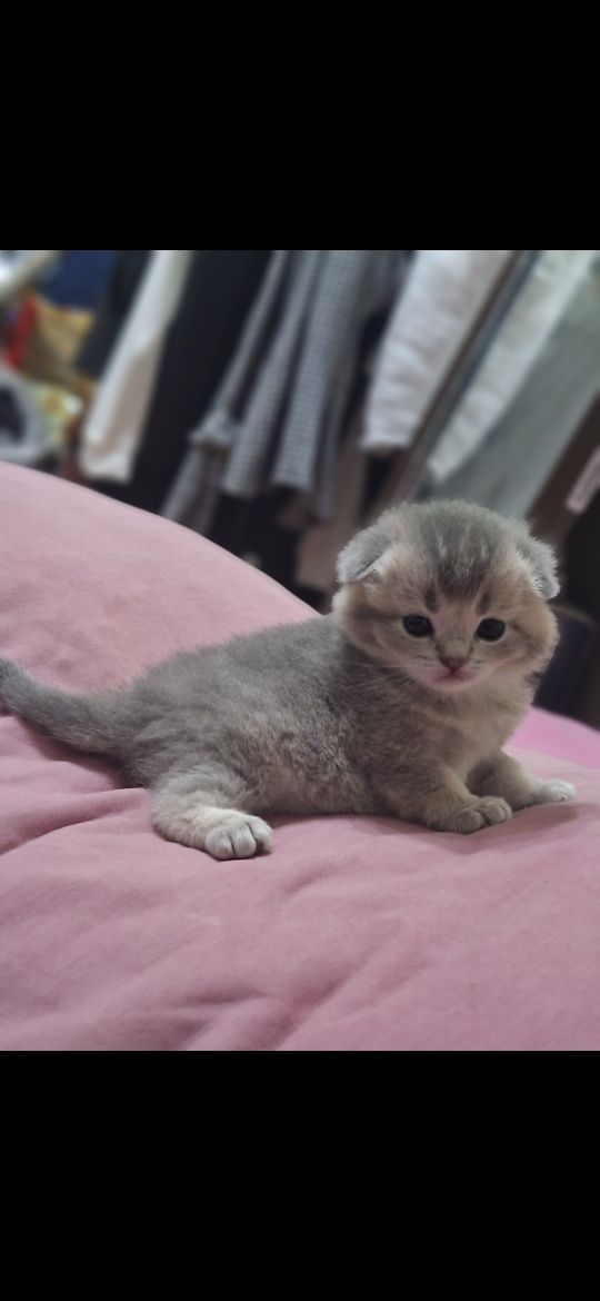 Вислоухие котята скоттиш фолд