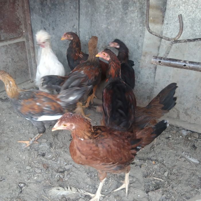 Уйда бокиган товук молотка сотилади срочно