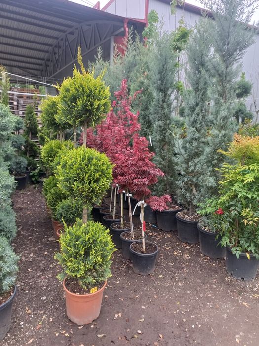 Vă oferim o gamă diversă de plante ornamentale preț accesibil