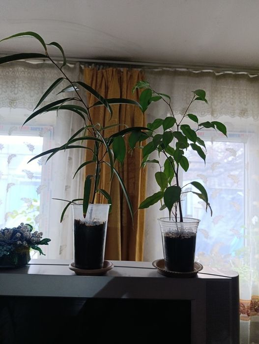 Продам цветы домашние