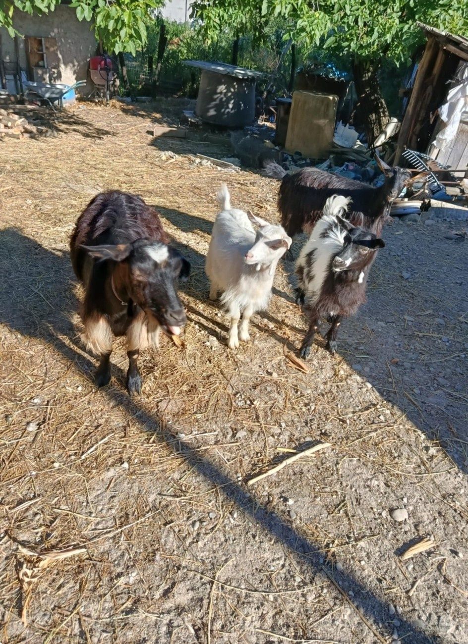 Capre și iezi de vânzare