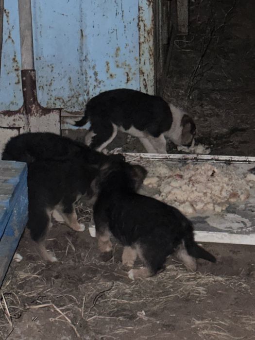 Щенята щенята щенята